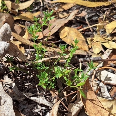 Gonocarpus tetragynus (Common Raspwort) at Birrigai - 16 May 2024 by jac