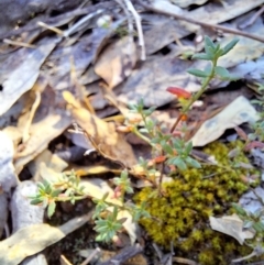 Gonocarpus tetragynus at Birrigai - 16 May 2024