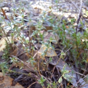 Gonocarpus tetragynus at Birrigai - 16 May 2024