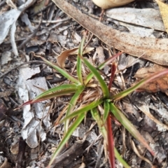 Luzula sp. (Woodrush) at Kambah, ACT - 6 May 2024 by jac