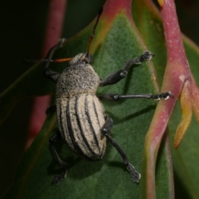 Psapharus ruficornis (A short-nosed weevil) at Great Otway National Park - 11 Mar 2023 by WendyEM