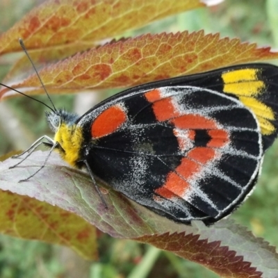 Delias harpalyce at Manifold Heights, VIC - 15 Mar 2023 by WendyEM