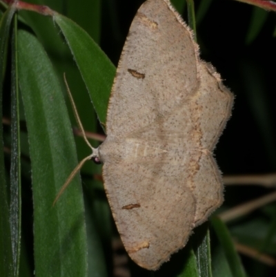 Dissomorphia australiaria (Dashed Geometrid, Ennominae) at WendyM's farm at Freshwater Ck. - 18 Mar 2023 by WendyEM