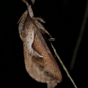 Elhamma australasiae at WendyM's farm at Freshwater Ck. - 18 Mar 2023 10:46 PM