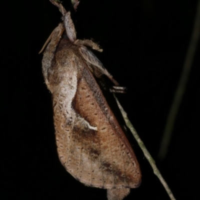 Elhamma australasiae (A Swift or Ghost moth (Hepialidae)) at WendyM's farm at Freshwater Ck. - 18 Mar 2023 by WendyEM