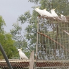 Cacatua galerita (Sulphur-crested Cockatoo) at WendyM's farm at Freshwater Ck. - 19 Mar 2023 by WendyEM