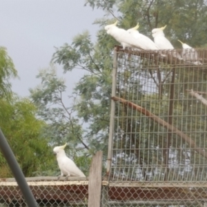 Cacatua galerita at WendyM's farm at Freshwater Ck. - 19 Mar 2023 09:13 AM