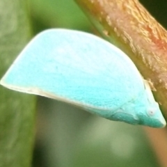 Siphanta sp. (genus) (Green planthopper, Torpedo bug) at Herne Hill, VIC - 22 Mar 2023 by WendyEM