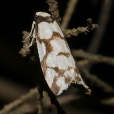 Chiriphe dichotoma (Reticulated Footman) at Freshwater Creek, VIC - 24 Mar 2023 by WendyEM