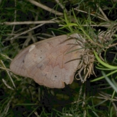 Heteronympha merope at Freshwater Creek, VIC - 24 Mar 2023 by WendyEM