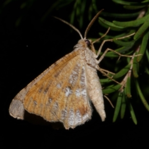 Dissomorphia australiaria at WendyM's farm at Freshwater Ck. - 28 Mar 2023