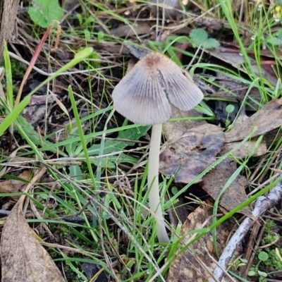 Coprinellus etc. (An Inkcap) at Banksia Street Wetland Corridor - 17 May 2024 by trevorpreston