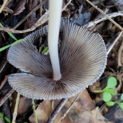 Coprinellus etc. at Banksia Street Wetland Corridor - 17 May 2024 11:59 AM