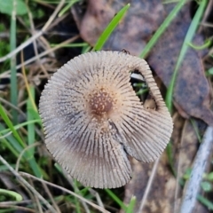 Coprinellus etc. at Banksia Street Wetland Corridor - 17 May 2024