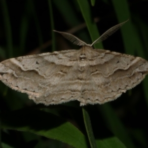 Syneora fractata at WendyM's farm at Freshwater Ck. - 28 Mar 2023