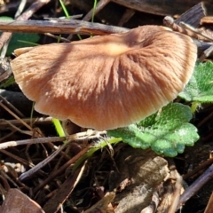 Unverified Cap on a stem; gills below cap [mushrooms or mushroom-like] at Banksia Street Wetland Corridor - 17 May 2024 by trevorpreston