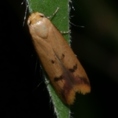 Tachystola hemisema (A Concealer moth) at Freshwater Creek, VIC - 28 Mar 2023 by WendyEM