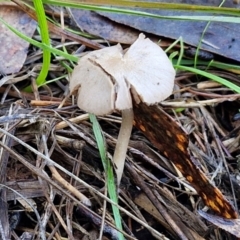 Unverified Cap on a stem; gills below cap [mushrooms or mushroom-like] at Banksia Street Wetland Corridor - 17 May 2024 by trevorpreston