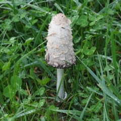 Coprinus comatus (Shaggy Ink Cap) at Holt, ACT - 10 May 2024 by Caric