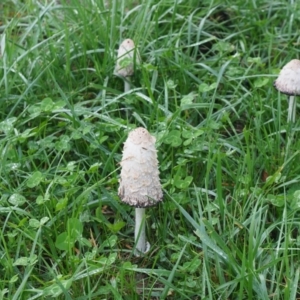 Coprinus comatus at Holt, ACT - 10 May 2024 04:25 PM