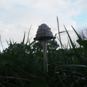 Coprinus comatus at Holt, ACT - 10 May 2024 04:25 PM