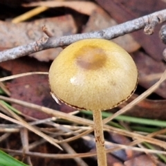 Unidentified Cap on a stem; gills below cap [mushrooms or mushroom-like] at Banksia Street Wetland Corridor - 17 May 2024 by trevorpreston