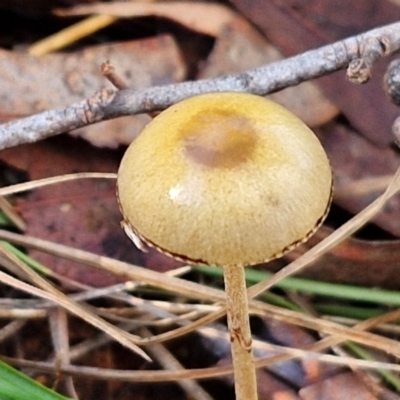 Protostropharia semiglobata (Dung Roundhead) at Banksia Street Wetland Corridor - 17 May 2024 by trevorpreston