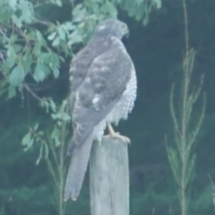 Accipiter cirrocephalus at Freshwater Creek, VIC - 28 Mar 2023 by WendyEM