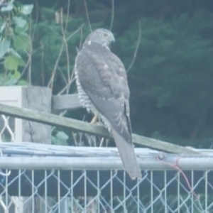 Accipiter fasciatus at WendyM's farm at Freshwater Ck. - 28 Mar 2023