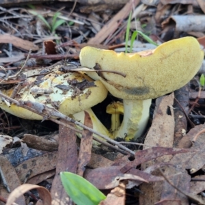 Pulveroboletus sp. (genus) at Banksia Street Wetland Corridor - 17 May 2024 11:53 AM