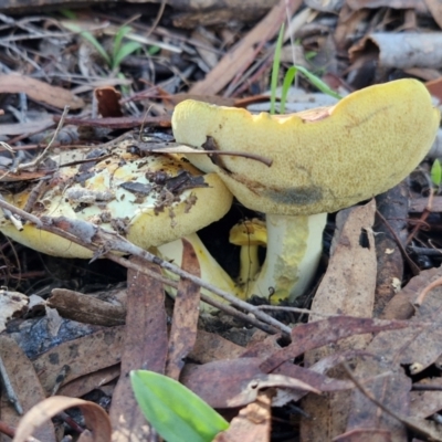 Unidentified Cap on a stem; pores below cap [boletes & stemmed polypores] at O'Connor, ACT - 17 May 2024 by trevorpreston