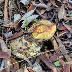 Pulveroboletus sp. (genus) at Banksia Street Wetland Corridor - 17 May 2024 11:53 AM