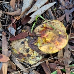 Pulveroboletus sp. (genus) at Banksia Street Wetland Corridor - 17 May 2024