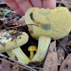 Pulveroboletus sp. (genus) at Banksia Street Wetland Corridor - 17 May 2024