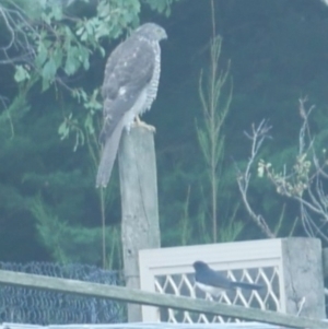 Rhipidura leucophrys at WendyM's farm at Freshwater Ck. - 28 Mar 2023 06:33 PM