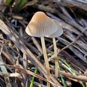 Mycena albidofusca at Banksia Street Wetland Corridor - 17 May 2024