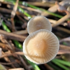 Mycena albidofusca at Banksia Street Wetland Corridor - 17 May 2024