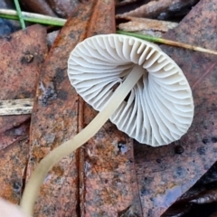 Mycena albidofusca at Banksia Street Wetland Corridor - 17 May 2024