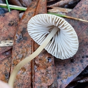 Mycena albidofusca at Banksia Street Wetland Corridor - 17 May 2024