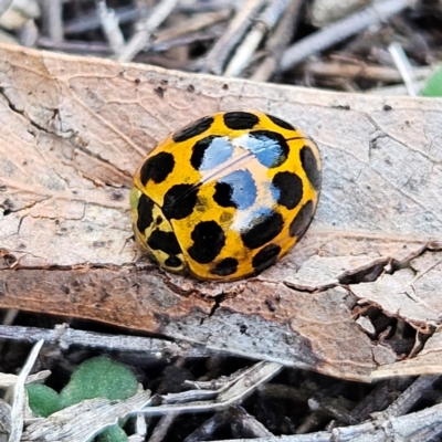 Harmonia conformis (Common Spotted Ladybird) at Braidwood, NSW - 17 May 2024 by MatthewFrawley