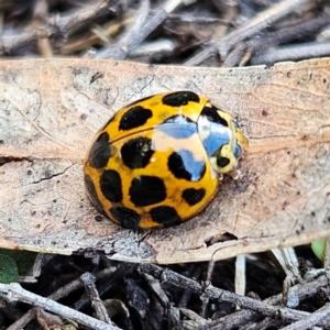 Harmonia conformis at QPRC LGA - 17 May 2024