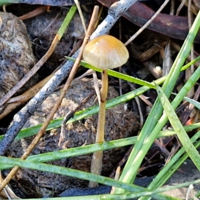 Protostropharia semiglobata (Dung Roundhead) at O'Connor, ACT - 17 May 2024 by trevorpreston