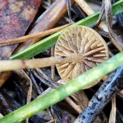 Protostropharia semiglobata at Banksia Street Wetland Corridor - 17 May 2024