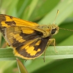 Ocybadistes walkeri (Green Grass-dart) at Herne Hill, VIC - 31 Mar 2023 by WendyEM