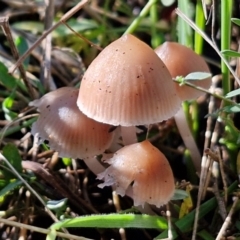 Unidentified Cap on a stem; gills below cap [mushrooms or mushroom-like] at Banksia Street Wetland Corridor - 17 May 2024 by trevorpreston