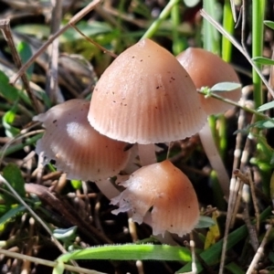 Mycena sp. at Banksia Street Wetland Corridor - 17 May 2024 11:50 AM