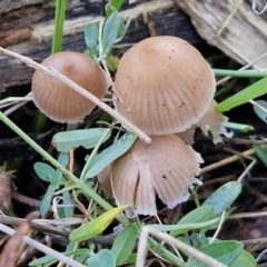 Mycena sp. at Banksia Street Wetland Corridor - 17 May 2024 11:50 AM