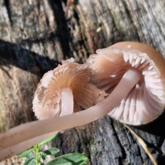 Mycena sp. at Banksia Street Wetland Corridor - 17 May 2024