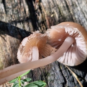 Mycena sp. at Banksia Street Wetland Corridor - 17 May 2024 11:50 AM