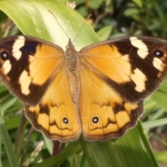 Heteronympha merope at Herne Hill, VIC - 30 Mar 2023 by WendyEM